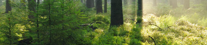 A healthy forest abundant with grass and moss